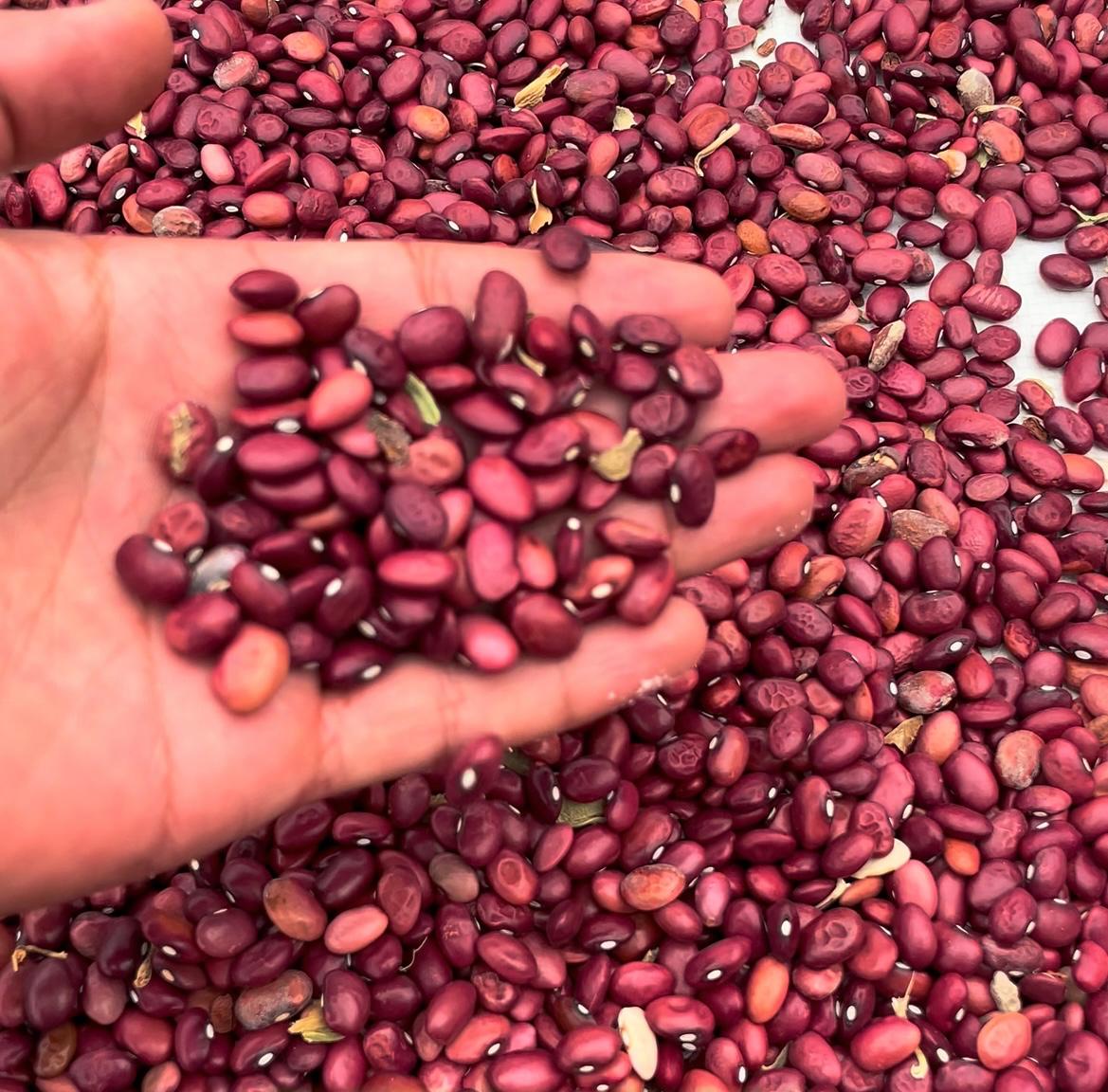 RAJMA